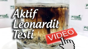 LEONARDİT ÇÖZÜLME TESTİ